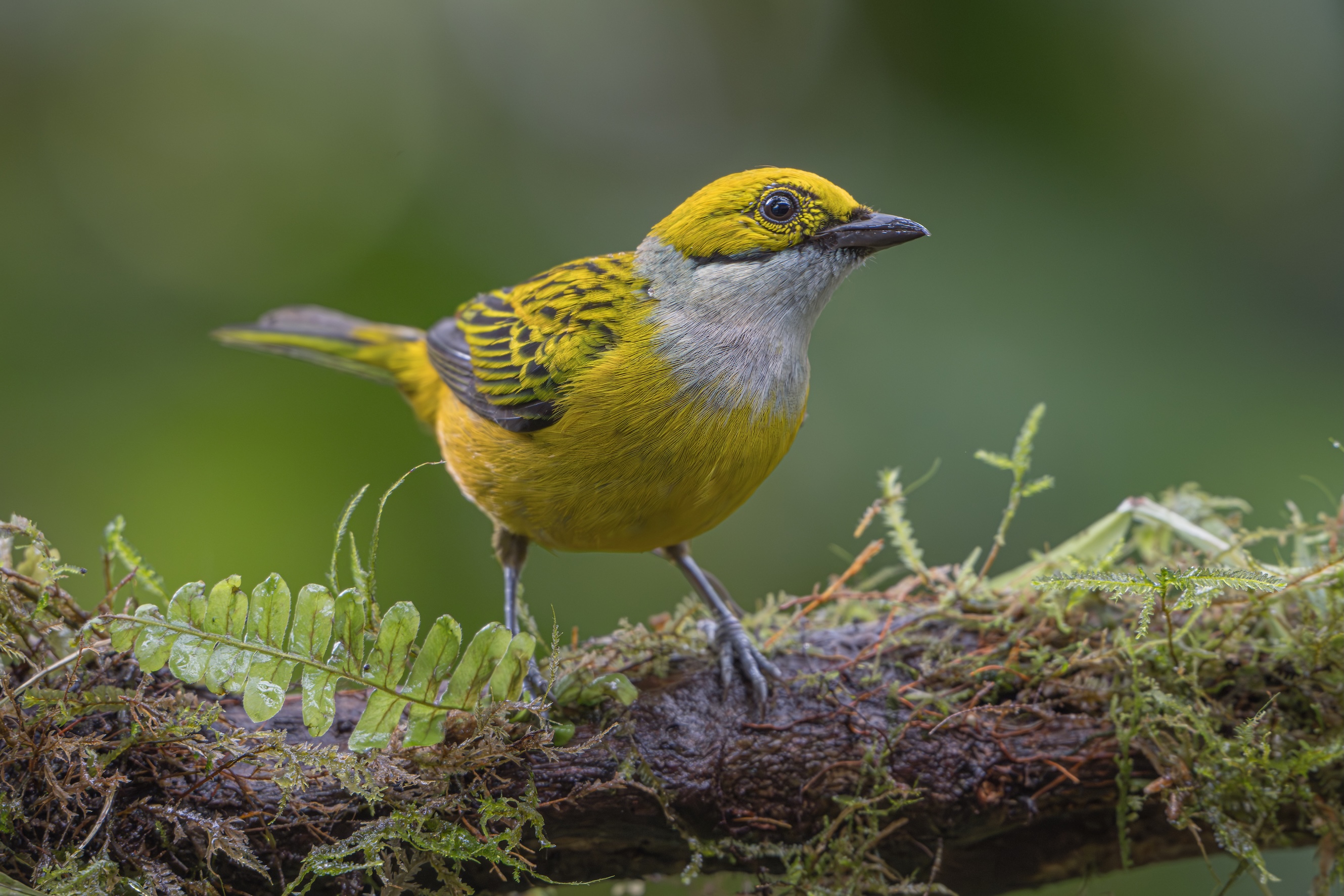 CHOCÓ FOOTHILLS - BIRDING ESCAPE 3D-2N